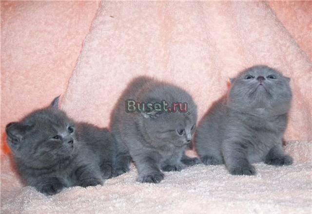 Британские и шотландские котята Москва