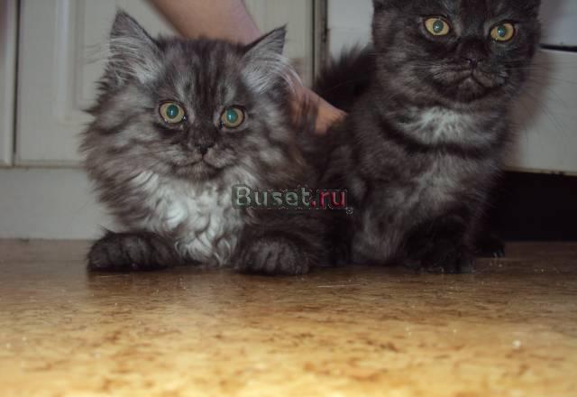 Британские кошечки Самара
