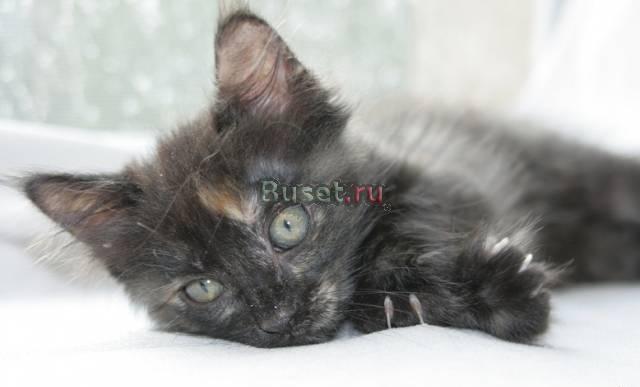 Котенок в дар Москва