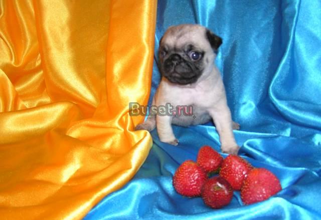 Высокопородные щенки мопса Санкт-Петербург
