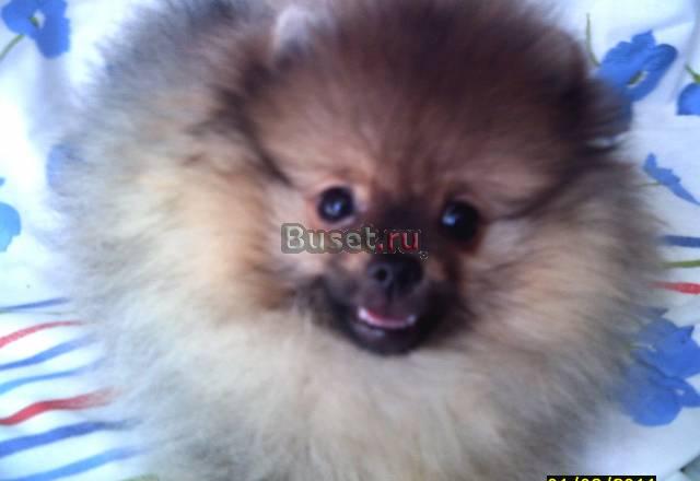 Щенки шпица Ульяновск