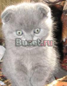 Шотландский  вислоухий котик Москва
