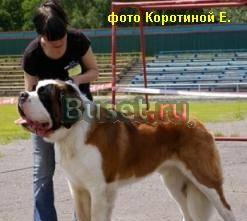 Сенбернара щенки, РКФ, клеймо Москва
