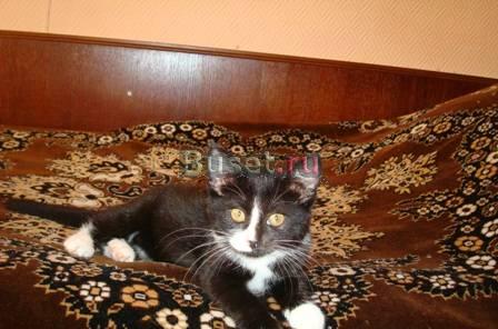 Отдам котенка в добрые руки Нижний Новгород