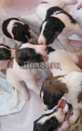 Русской псовой борзой щенки Вологда