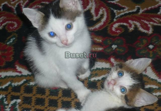 2 котенка ищут дом Нижний Новгород
