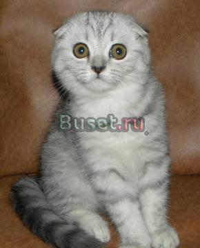 Шотландская вислоухая кошечка Москва
