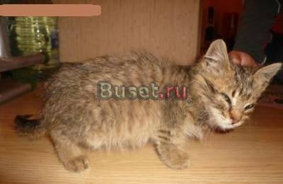Котёнок ищет дом Санкт-Петербург