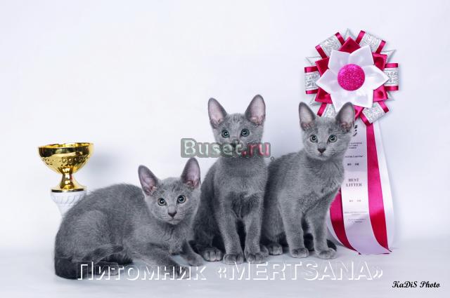 Котята РУССКОЙ ГОЛУБОЙ Москва
