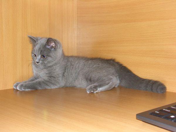 Британский котёнок.Родословная 100 Bri Москва
