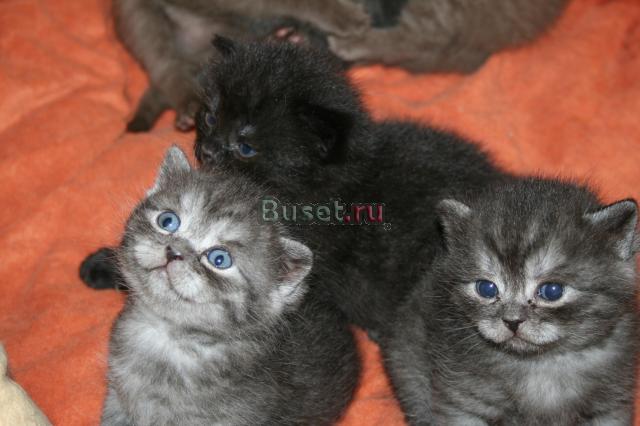 замечательные британские котята Москва