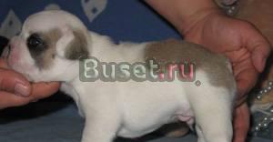 Ну очень породистые французы Москва