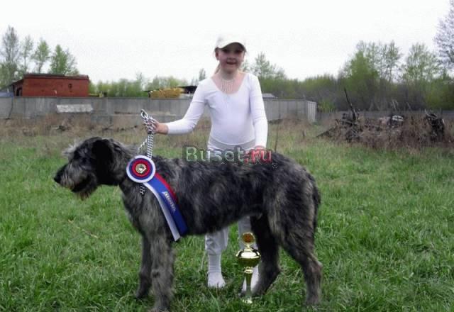 Ирландский волкодав Новосибирск