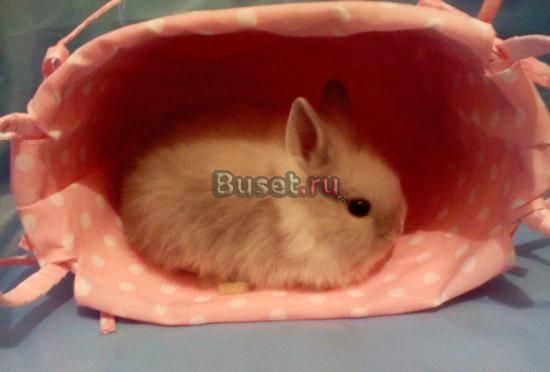 Цветные карликовые крольчата разных окрасов Москва