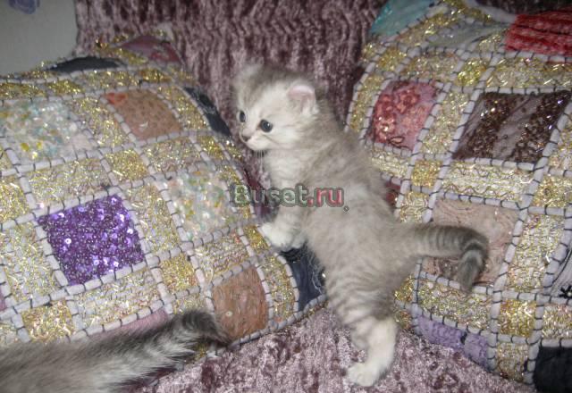Котята породы американский керл Москва