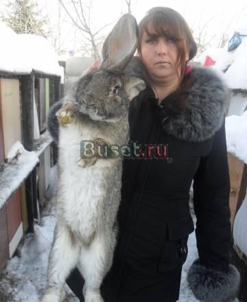 Племенные кролики породы немецкий ризен Самара