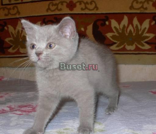 Алиментный котенок британской короткошерстной Санкт-Петербург