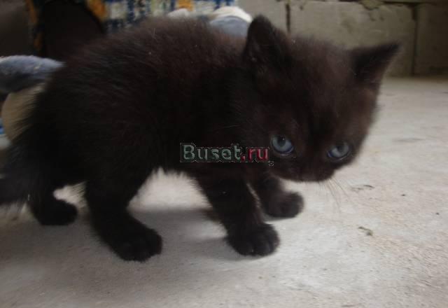 Британские котята с отличной родословной Армавир