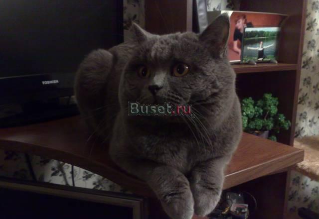 Приглашаем на вязку Москва
