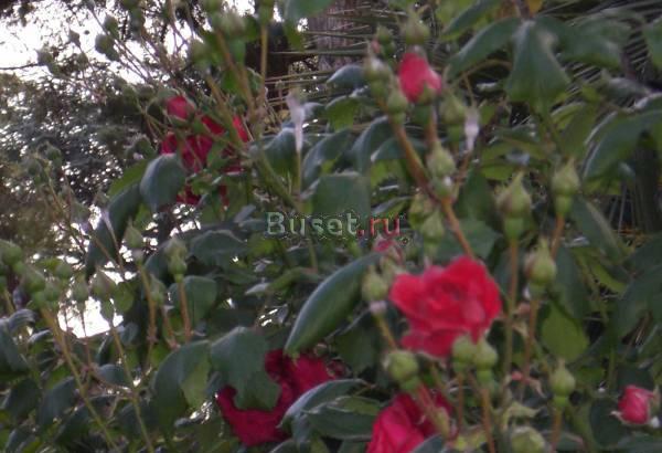 .ДОМ в ИТАЛИИ.Визовый режим и вид на жительство в Италии. Санкт-Петербург