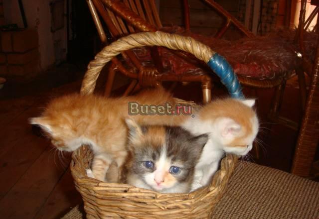 Очень милые котята Казань