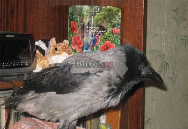 Обоятельная,молодая ворона ищет дом Санкт-Петербург