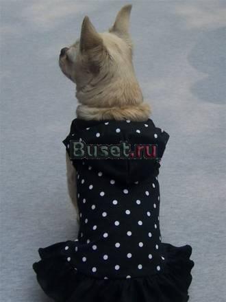 Одежда для собак по выгодным ценам Planetdogs.ru Москва