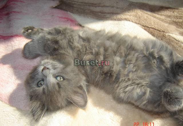 Британский котёнок Санкт-Петербург