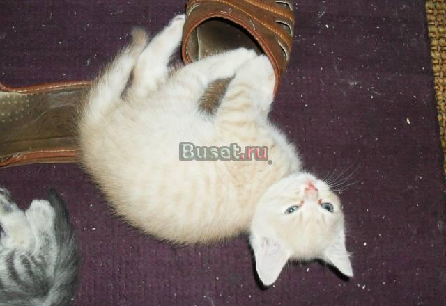 Соттиш фолд и страйт котята  ищут семью Москва