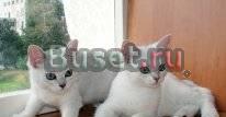 Котята серебристой шиншиллы Санкт-Петербург