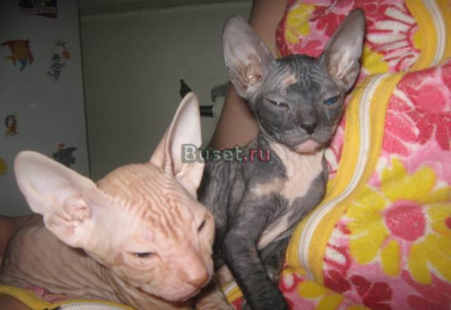 Котята донского сфинкса Екатеринбург
