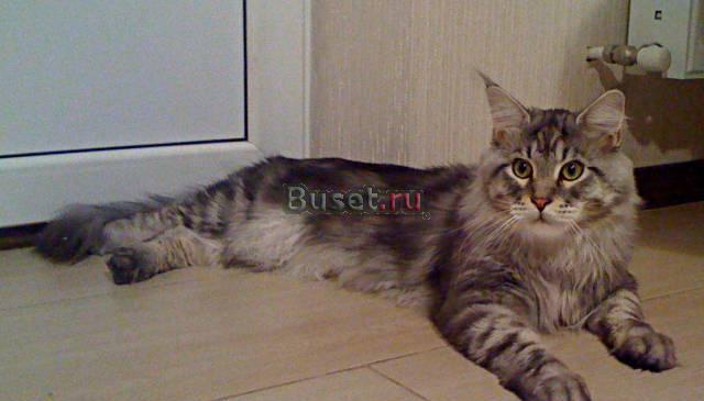 Самые крупные кошки породы мейн-кун Москва