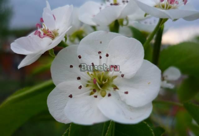 Земельный Участок 8 соток Каширское шоссе Москва