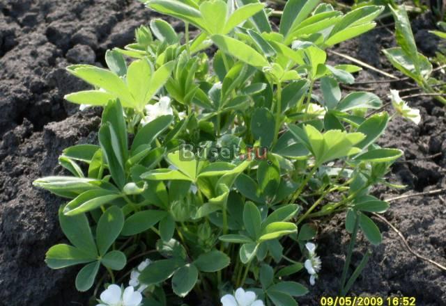 Лапчатка белая Мичуринск