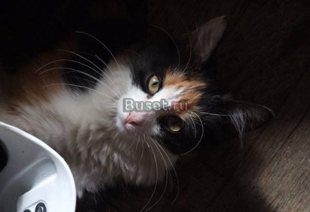 Котёнок, отдам котёнка в хорошие руки Санкт-Петербург
