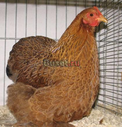 Продам птицу, кур, перепелов, уток и др Ижевск