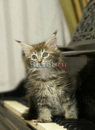 Мейн Кун котенок Санкт-Петербург