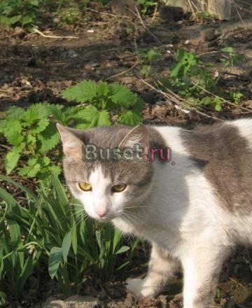 Кот в добрые руки Нижний Новгород