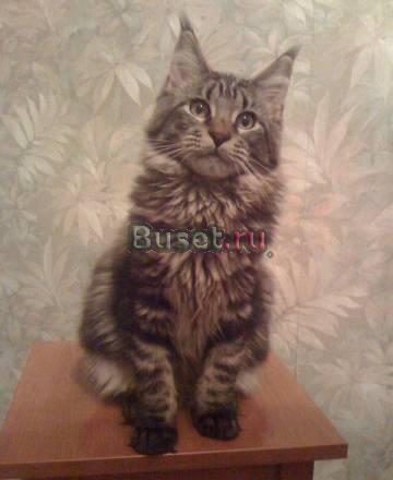 Котенок Породы Мейн-кун (maine Coon) в С-Пб Санкт-Петербург