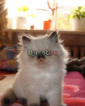 Персидский котенок Ростов-на-Дону