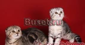 Скоттиш-фолды Санкт-Петербург
