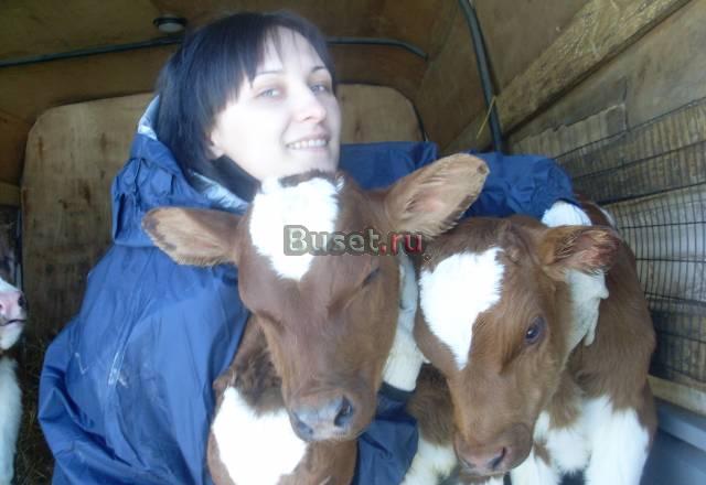 Бычки Грибановский