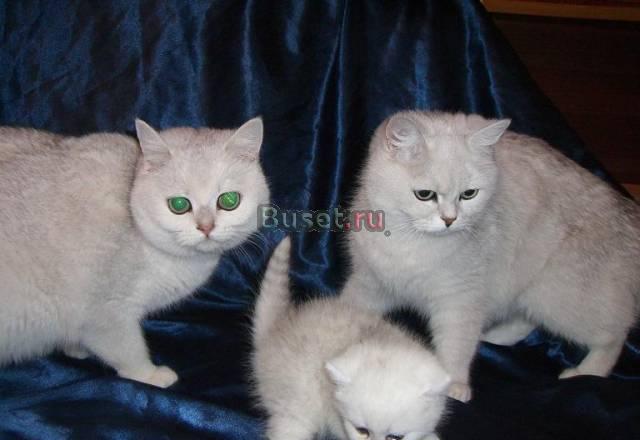 Британские клубные котята Москва