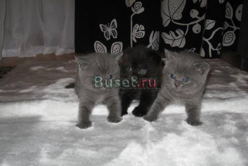 Шотландские фолд и страйт Екатеринбург