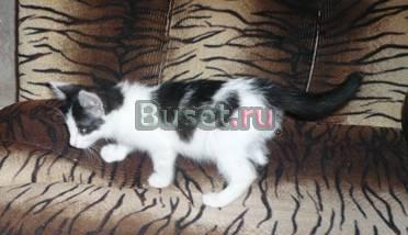 Отдам котят в добрые руки Нижний Новгород