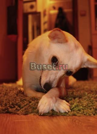 Ищем кобелька для вязки Москва