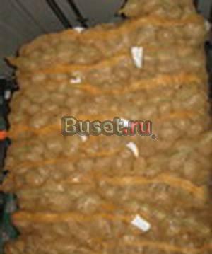 Картофель отборный, крупный 75+  продаём Москва