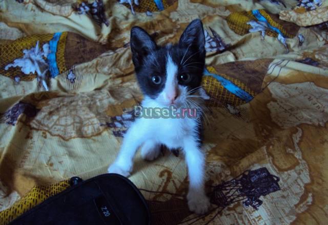 Отдам в хорошие руки Воскресенск