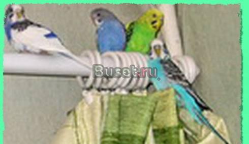 Волнистые попугаи домашнего разведения Москва