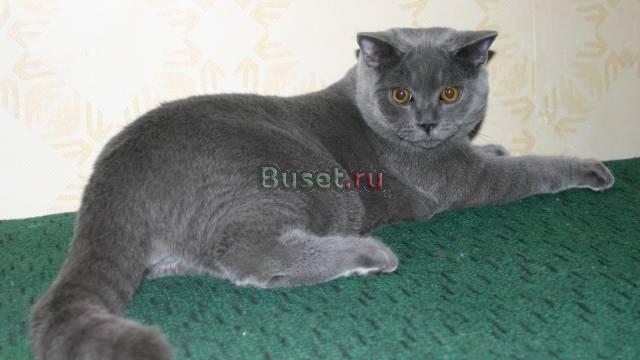 Роскошный крупный британский котенок с документами Москва